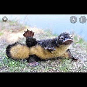 Meet your Posher, Caleb